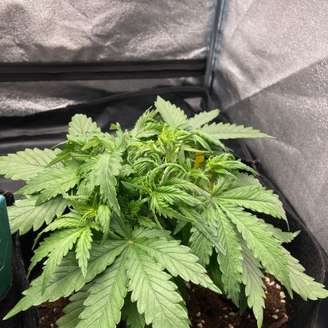 Fat banana growlog timeline photo