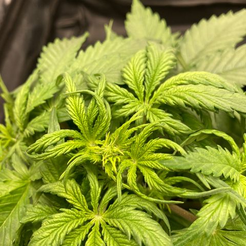 Fat banana growlog timeline photo