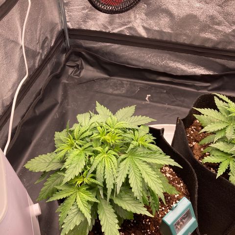Fat banana growlog timeline photo