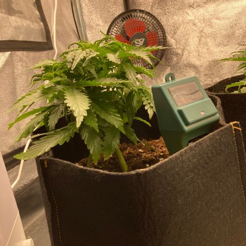 Fat banana growlog timeline photo