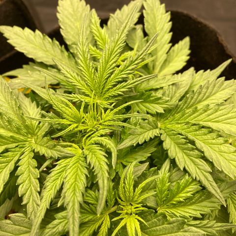 White widow  growlog timeline photo