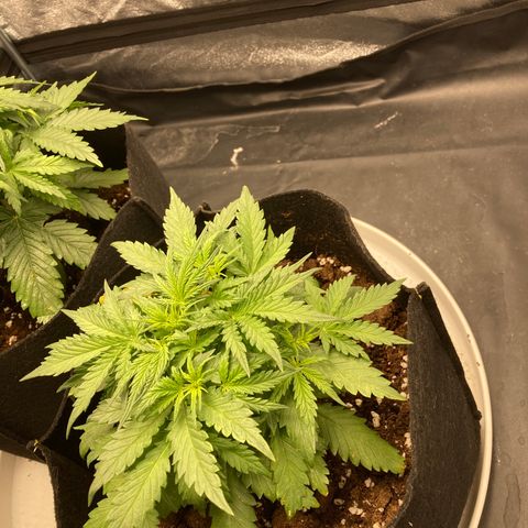 White widow  growlog timeline photo