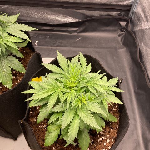 White widow  growlog timeline photo
