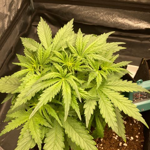 Fat banana growlog timeline photo