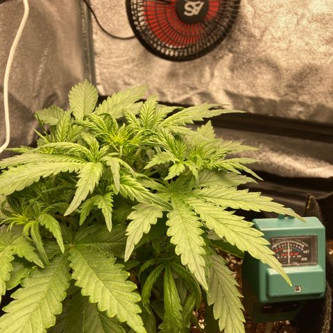 Fat banana growlog timeline photo