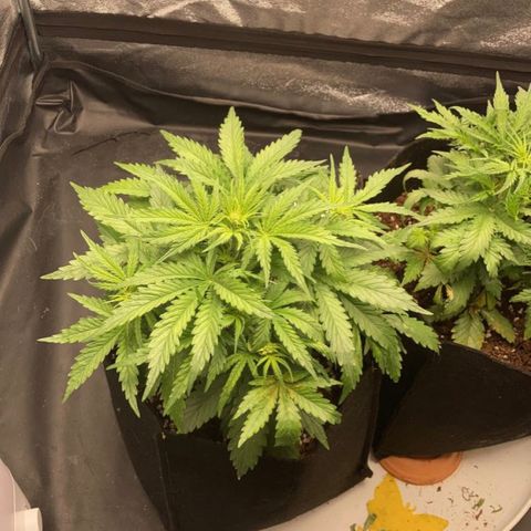 Fat banana growlog timeline photo