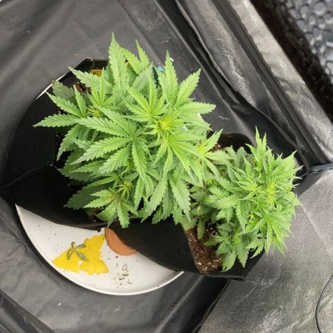 Fat banana growlog timeline photo