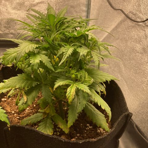 White widow  growlog timeline photo