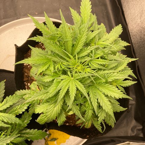 White widow  growlog timeline photo