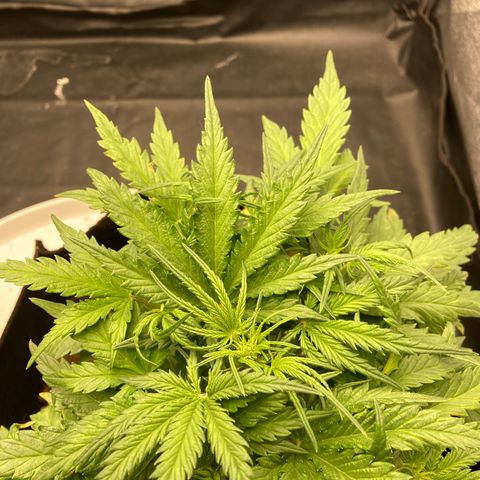 White widow  growlog timeline photo