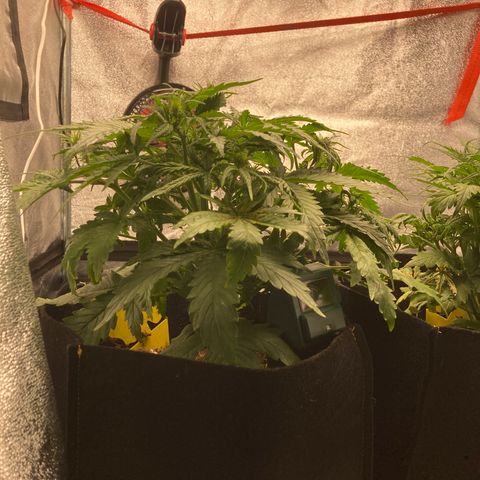 Fat banana growlog timeline photo