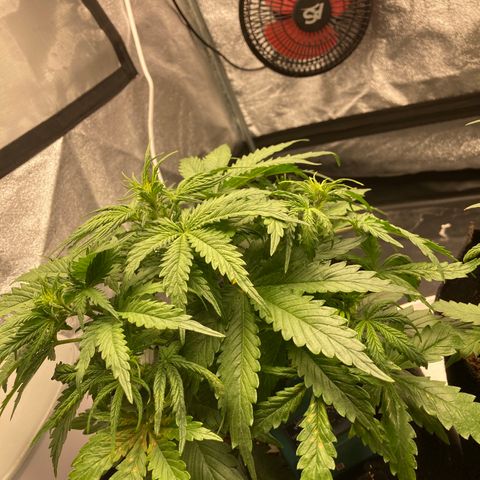 Fat banana growlog timeline photo