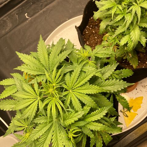 Fat banana growlog timeline photo