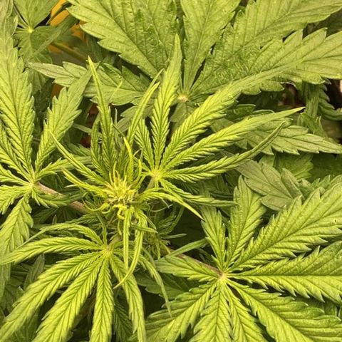 Fat banana growlog timeline photo