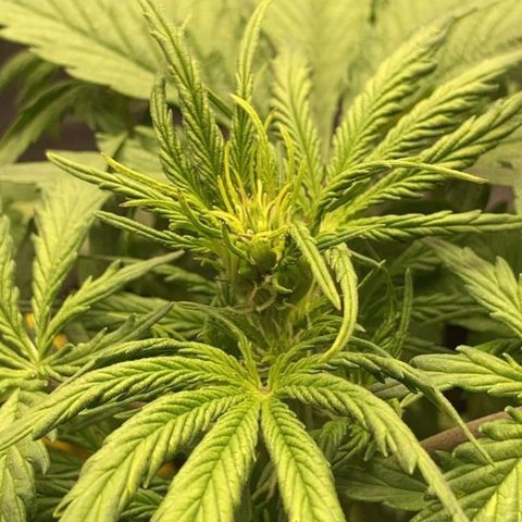 Fat banana growlog timeline photo