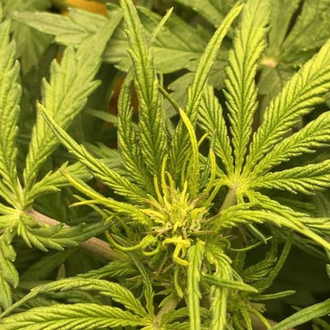 Fat banana growlog timeline photo