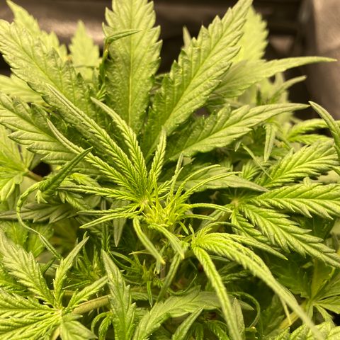 White widow  growlog timeline photo