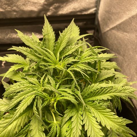 White widow  growlog timeline photo