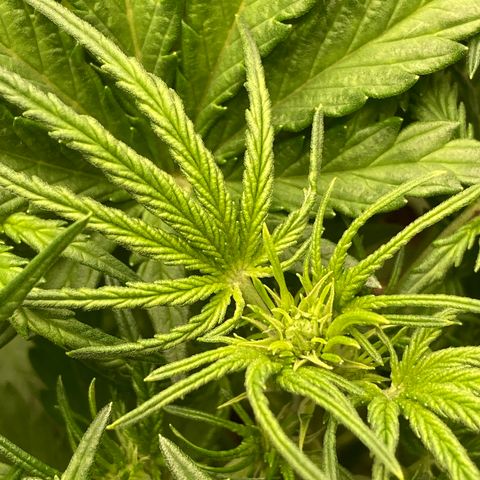White widow  growlog timeline photo