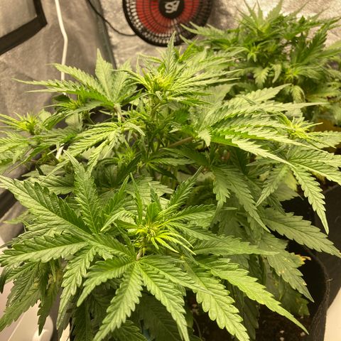 Fat banana growlog timeline photo