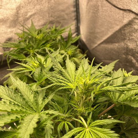 Fat banana growlog timeline photo