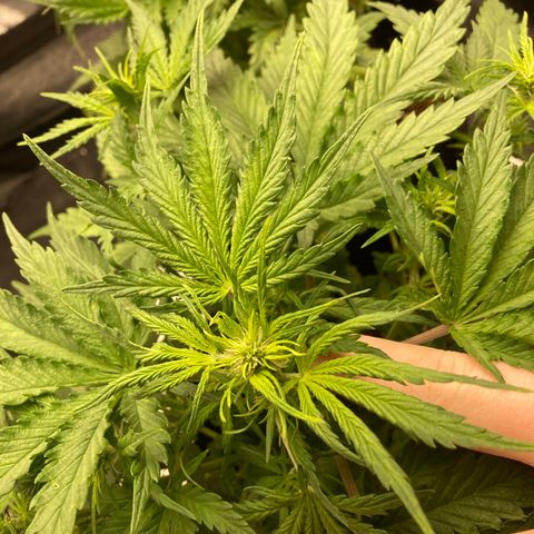 Fat banana growlog timeline photo