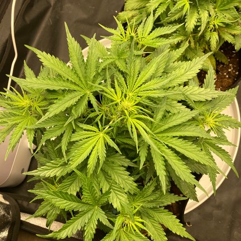 Fat banana growlog timeline photo