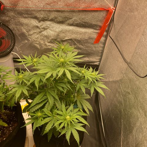 Fat banana growlog timeline photo