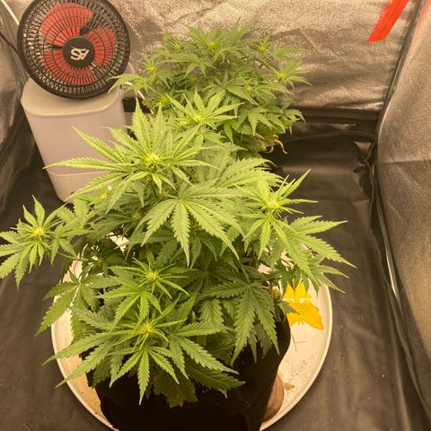 Fat banana growlog timeline photo