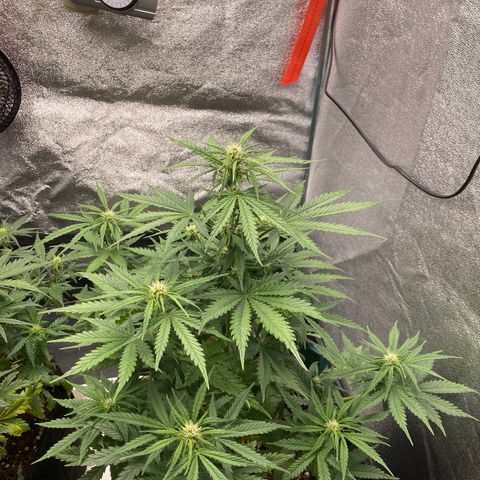 Fat banana growlog timeline photo