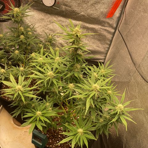 Fat banana growlog timeline photo