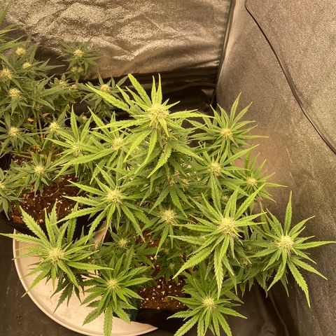 Fat banana growlog timeline photo