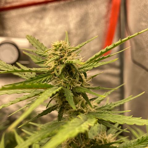 Fat banana growlog timeline photo