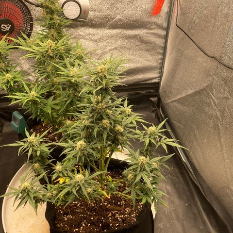 White widow  growlog timeline photo