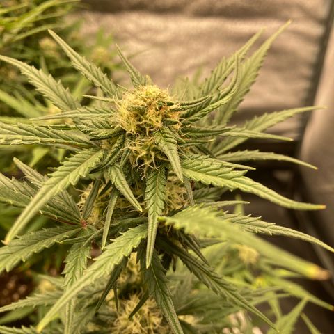 White widow  growlog timeline photo