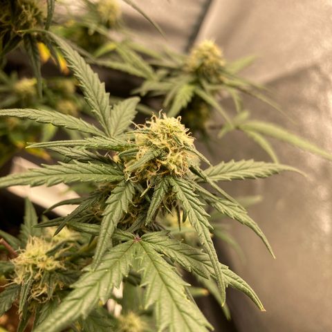 White widow  growlog timeline photo