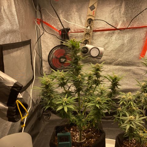 Fat banana growlog timeline photo