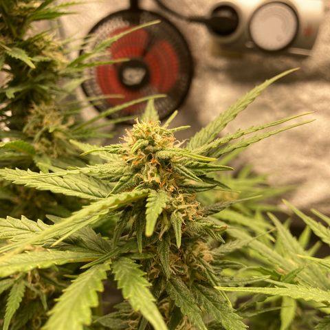 Fat banana growlog timeline photo