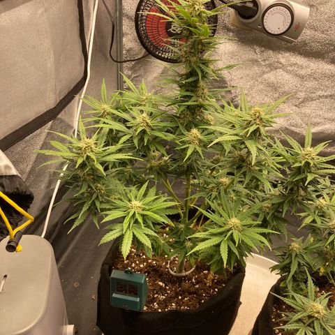 Fat banana growlog timeline photo