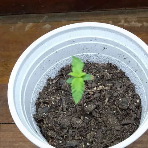 Hazey growlog timeline photo