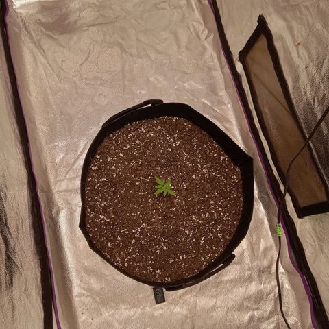 Hazey growlog timeline photo