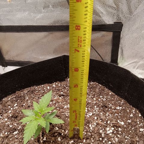 Hazey growlog photo: 4in high and  rocking light at a hundo