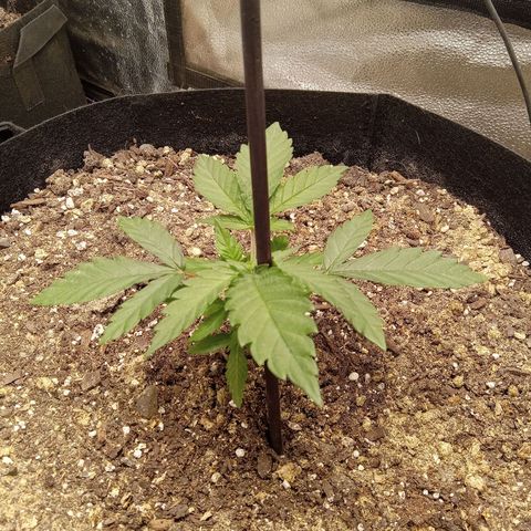Hazey growlog timeline photo
