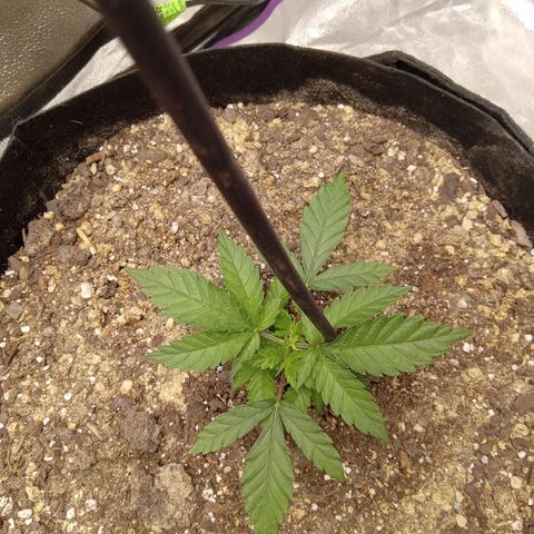 Hazey growlog timeline photo