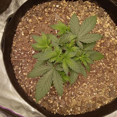 Hazey growlog timeline photo