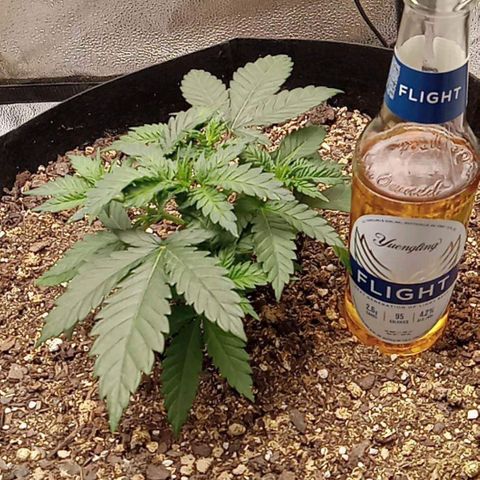 Hazey growlog photo: I'm liking what I'm seeing 