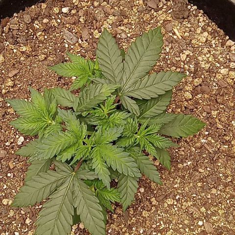 Hazey growlog photo: I'm liking what I'm seeing 