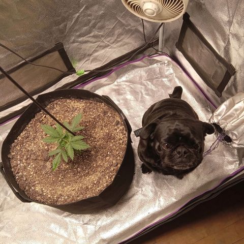 Hazey growlog timeline photo