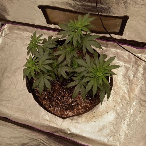 Hazey growlog photo: Trimmed some low branches out of the light