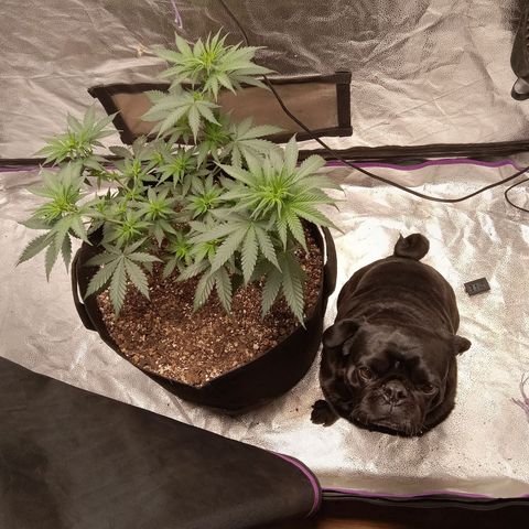 Hazey growlog photo: Jack wanted to check on hazey.